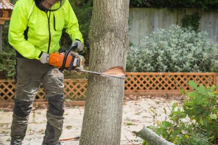 abattage des arbres